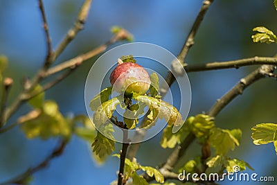 Oak apple, gall of the gall wasp on an oak Stock Photo