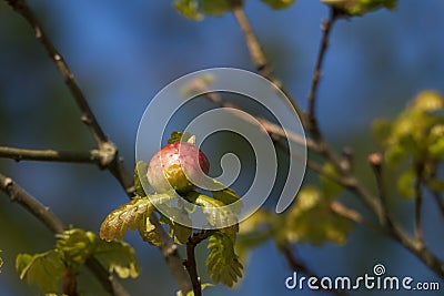 Oak apple, gall of the gall wasp on an oak Stock Photo