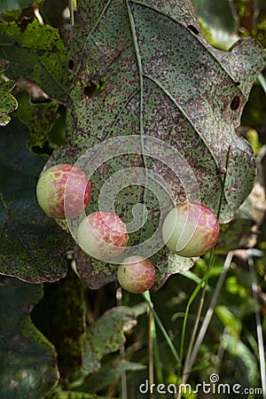 Oak Apple Gall Stock Photo