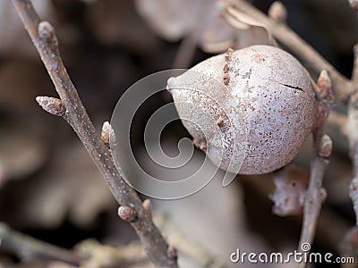 Oak apple, gall. Nature detail. Stock Photo