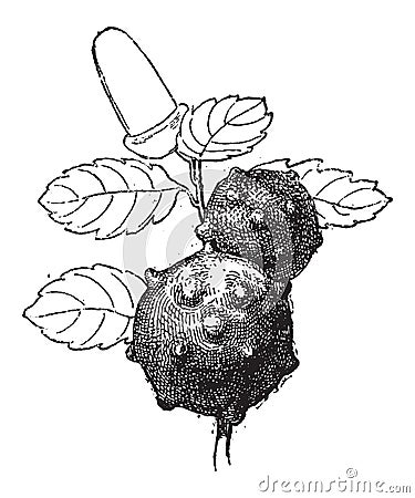 Oak Apple or Oak Gall, vintage engraving Vector Illustration