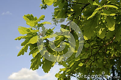 Oak branch Stock Photo