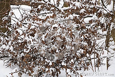 Oak branch with dry leaves covered with snow lying on the ground in the winter forest Stock Photo