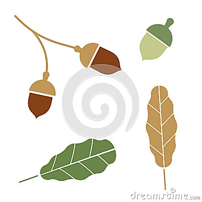 Oak. Branch. Isolated acorns on white background Stock Photo