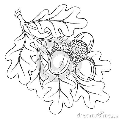 Oak branch with leaves and acorns Vector Illustration