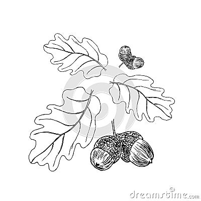 Oak branch with leaves in black ink. Art illustration Cartoon Illustration