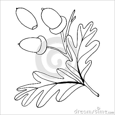 Oak branch outline for the design of autumn products Vector Illustration