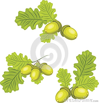Oak branches with acorns Vector Illustration