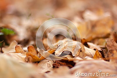 Oak brown leaves bokeh. Autumn blurred background Stock Photo