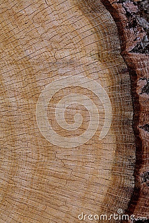 Oak Cross Section Part with Bark Stock Photo