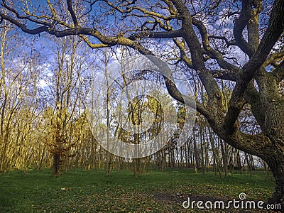 Oak fairy tail forest in the winter. Stock Photo