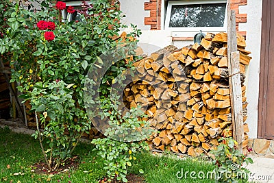 Oak firewood chopped Stock Photo