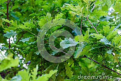 Oak foliage Stock Photo