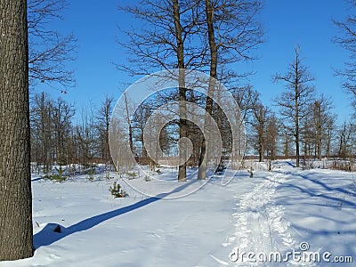 Oak forest. A belated springtime. March. Russia Stock Photo