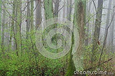 Oak forest on spring misty day Stock Photo
