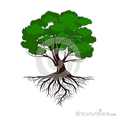 Oak a green life tree with roots and leaves. Vector illustration icon isolated on white background Vector Illustration