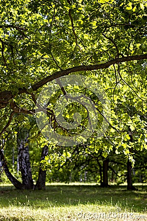 Oak grove forest in sunny weather in summer Stock Photo