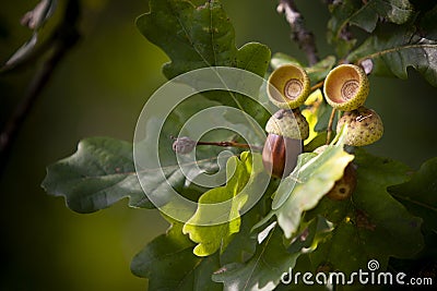 The oak and her jerks Stock Photo