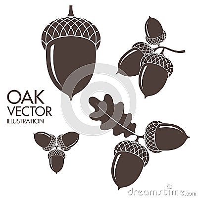 Oak. Isolated acorns on white background Vector Illustration