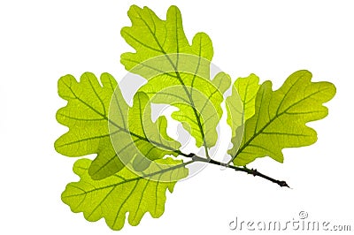 Oak leaf Stock Photo