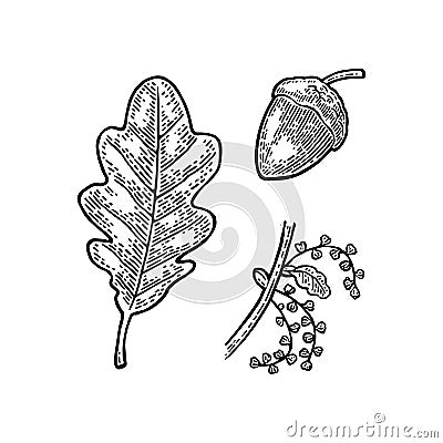 Oak leaf and acorn. Vector vintage engraved illustration. Vector Illustration