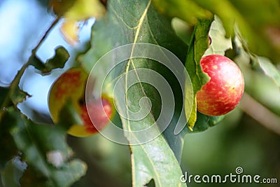 oak leaf affected by pathological growth Stock Photo