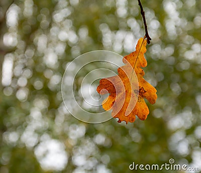 Brown Oak leaf on a green background Stock Photo