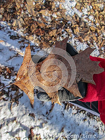 An Oak Leaf held by a child in winter Stock Photo