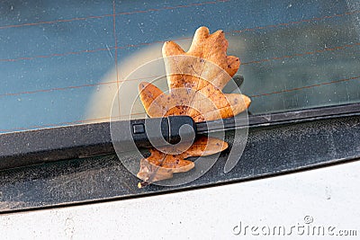 Oak leaf under car glass wiper. autumn has come. fall mood. dirt car season background Stock Photo