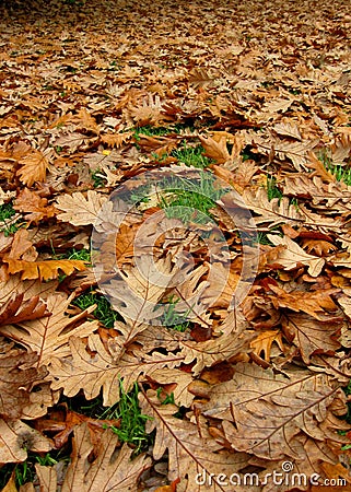 Oak leaves Stock Photo