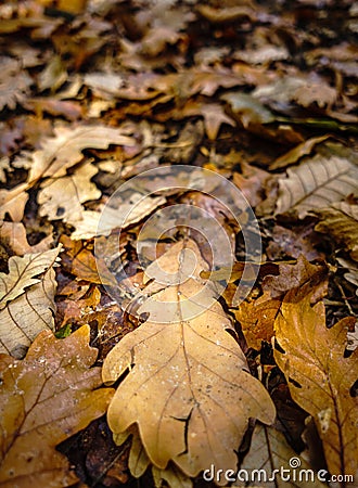 Oak leaves in autumn Stock Photo