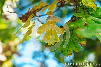 Oak leaves on a background of blue sky on day. Autumn yellow-green leaves on a background of the sky. Young oak leaves on a warm Stock Photo