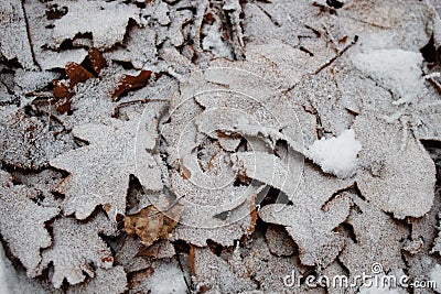 Oak leaves under hoarfrost Stock Photo