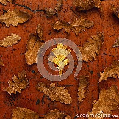 Oak leaves on a wooden background with golden leave in the middle. The minimal concept of Christmas among the Orthodox. Autumn Stock Photo