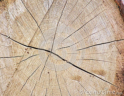 Oak log Stock Photo