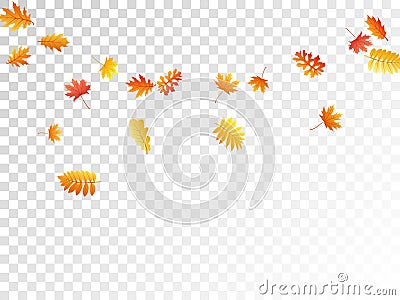 Oak, maple, wild ash rowan leaves vector, autumn foliage on tran Stock Photo