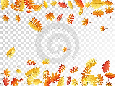 Oak, maple, wild ash rowan leaves vector, autumn foliage on transparent background. Vector Illustration