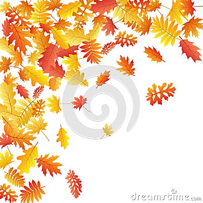 Oak, maple, wild ash rowan leaves vector, autumn foliage on white background. Stock Photo