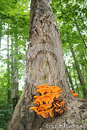 Oak with Orange pumpkin Fungus Stock Photo