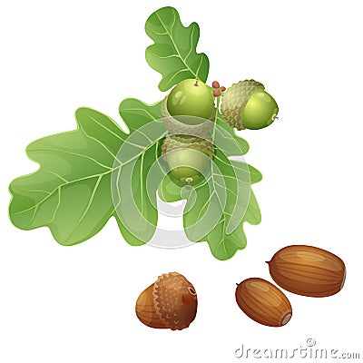 Oak plant and nuts Vector Illustration