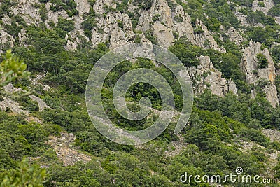 Oak, Quercus pubescens, grows in the highlands. Relic oak tree. Mountain landscape. Soft focus Stock Photo