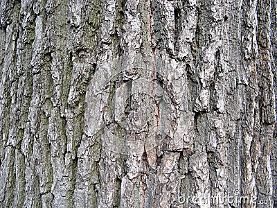 Oak rind Stock Photo