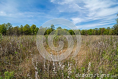 Oak Savanna Stock Photo