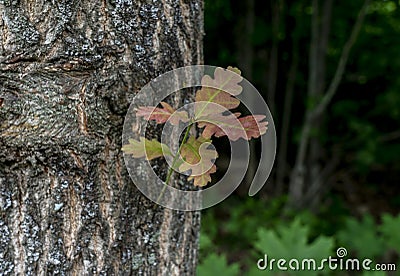 Oak sprout breaks through the bark of an old tree Stock Photo