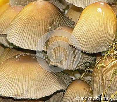 Oak Stump Bonnet Cap Fungus - Mycena Inclinata Stock Photo