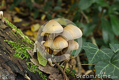 Clustered bonnet mushrooms are not for eating. Stock Photo