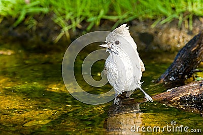 Oak Titmouse Stock Photo