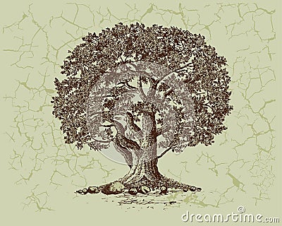 Oak tree Vector Illustration