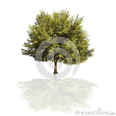 Oak tree Stock Photo