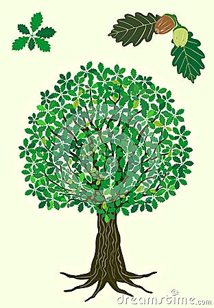 Oak tree Vector Illustration